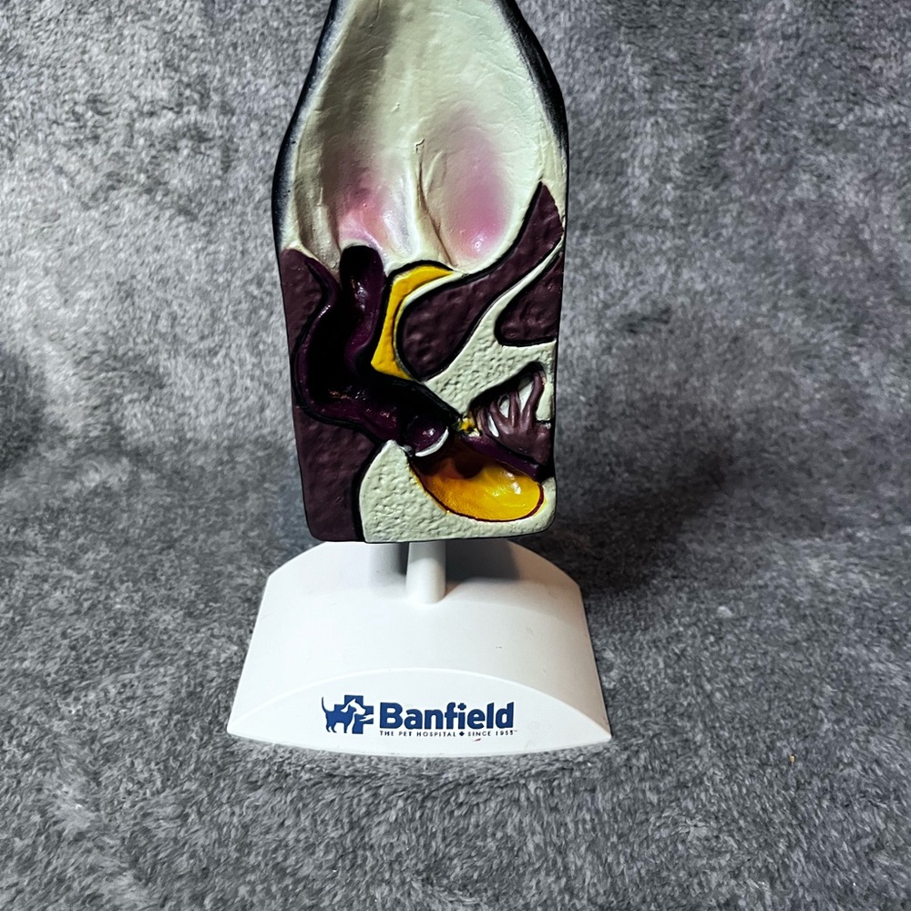 Dog Ear Anatomy Model Canine Ear Veterinary Teaching Pet Clinic Display Banfield - Picture 2 of 8